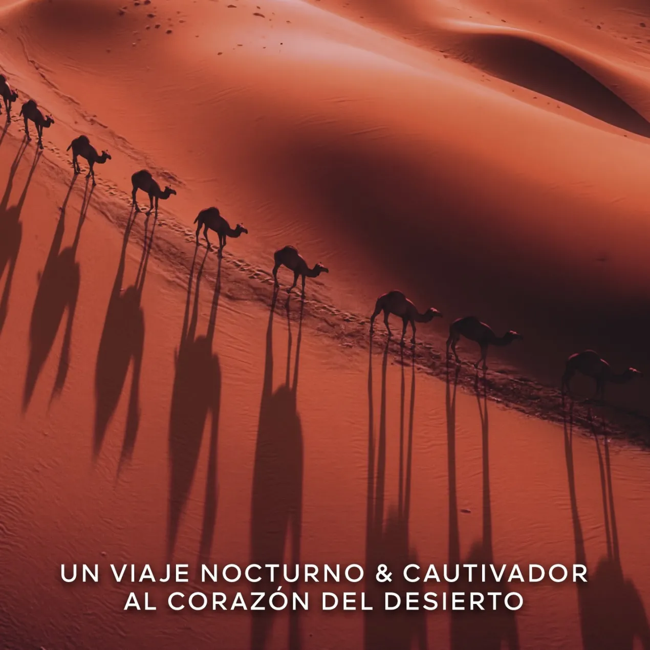 Absolus Allegoria Tabac Sahara Eau de Parfum