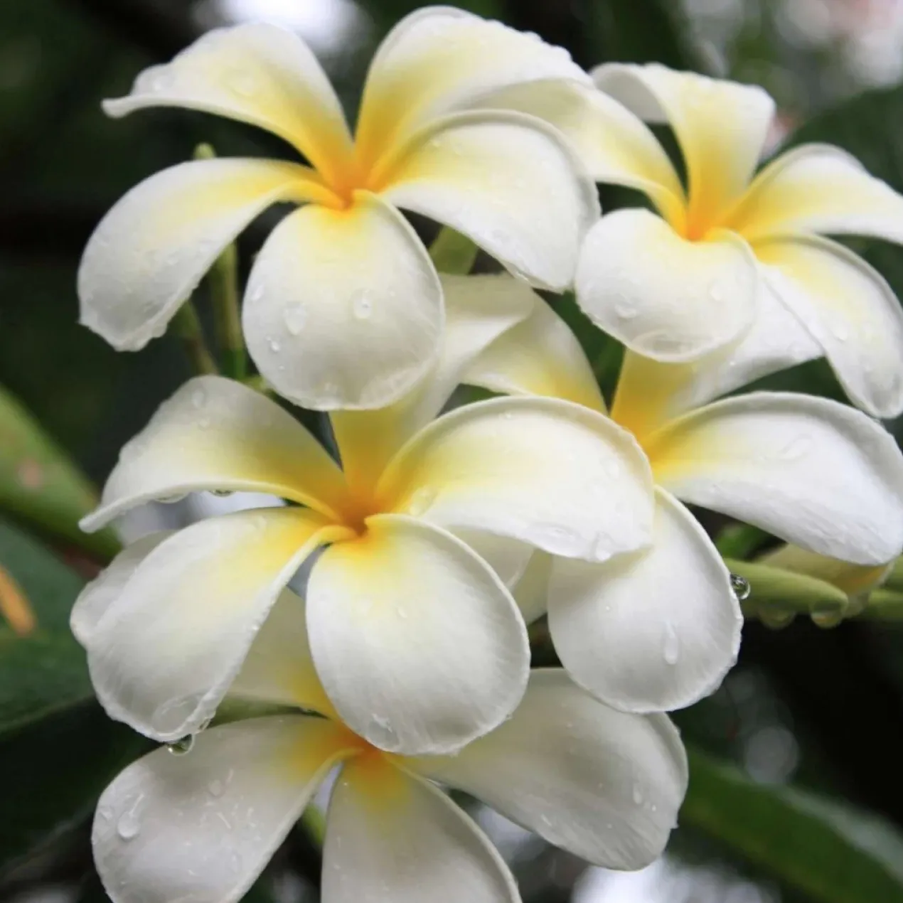 Aceite Seco Brillante Monoï de Tahití