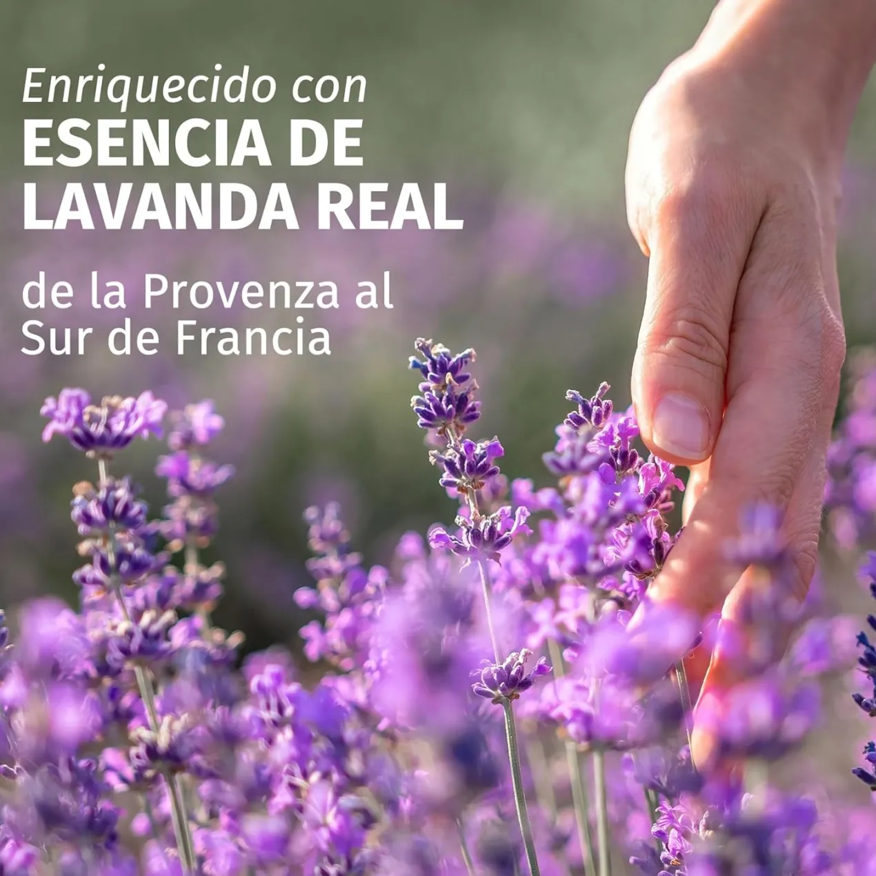 Acondicionador Controla el Frizz con Aroma a Lavanda
