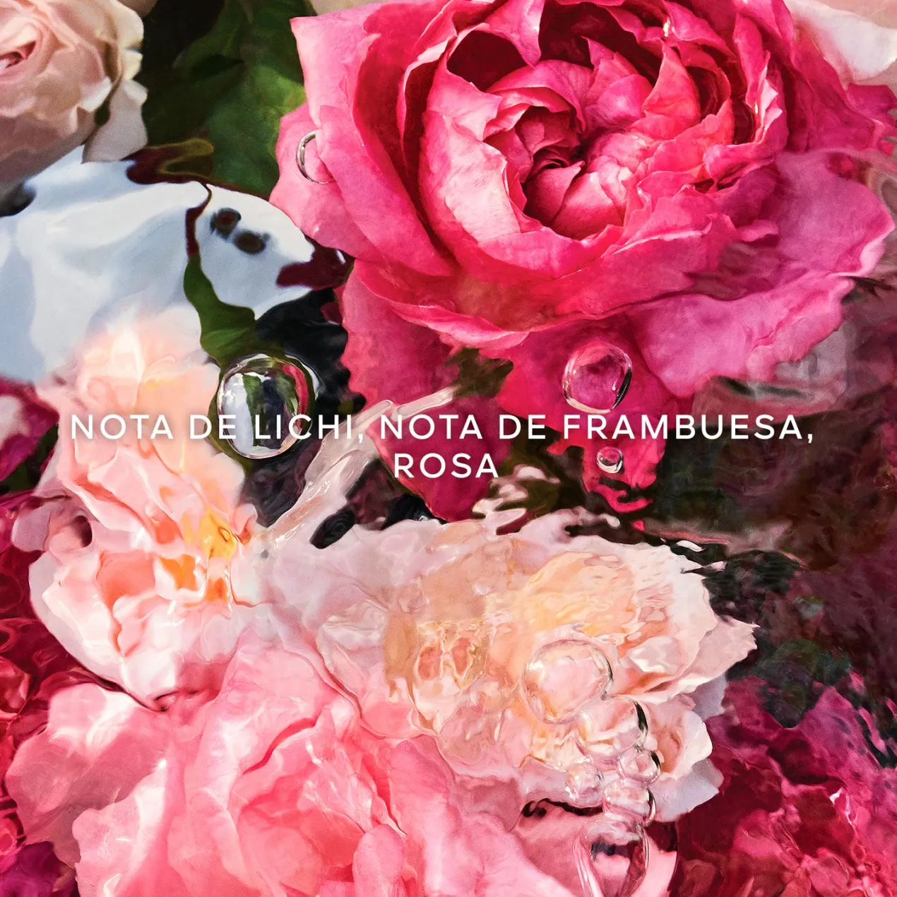 Aqua Allegoria Rosa Rossa Eau de Toilette