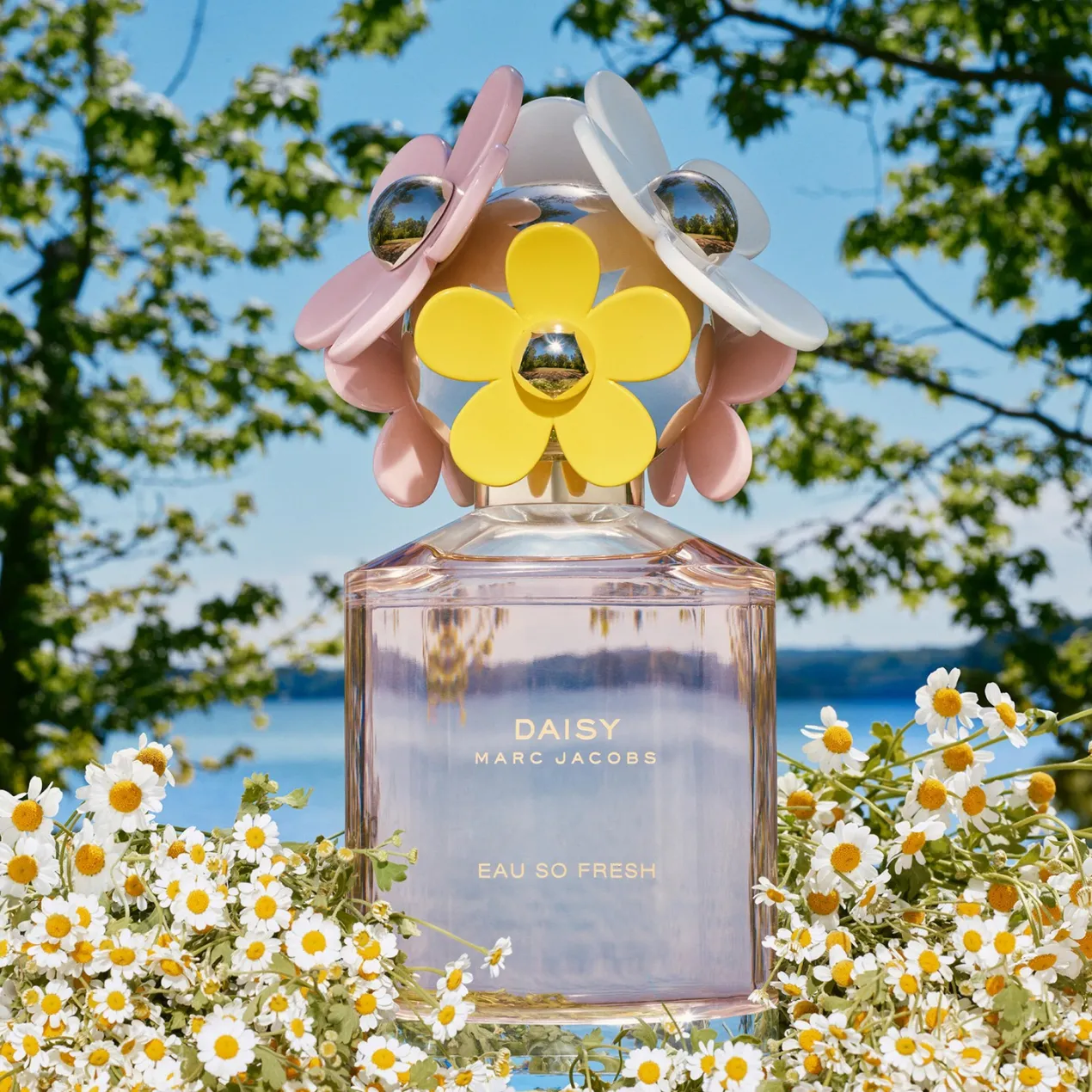 Daisy So Fresh