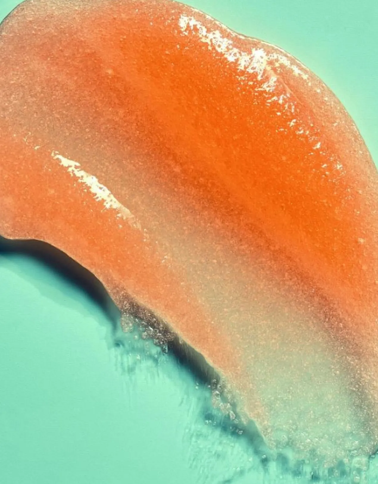 Shea Sugar Scrub Bikini Reef Exfoliante Corporal